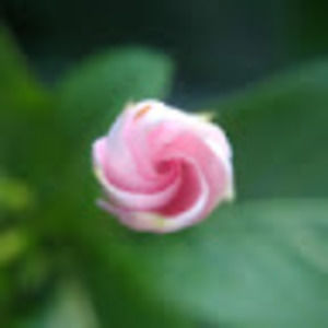 Meet your Posher, Devin